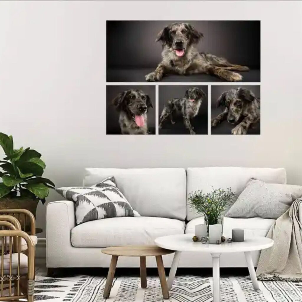 North East’s only dog photography studio that’s creating paw-traits you’ll treasure forever