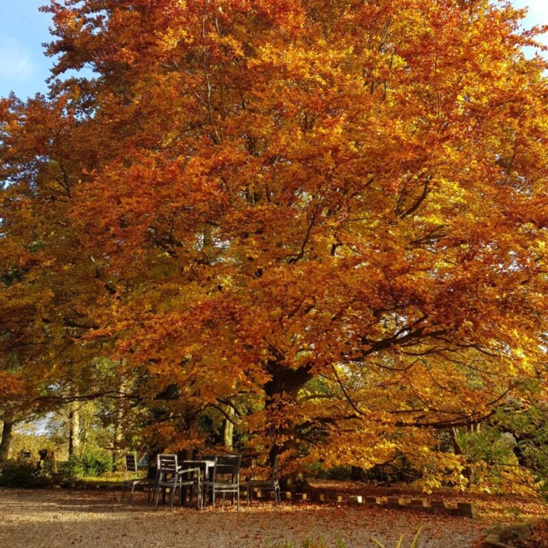 Guided Walk: Crook Hall Gardens to the Oriental Museum – 4 miles