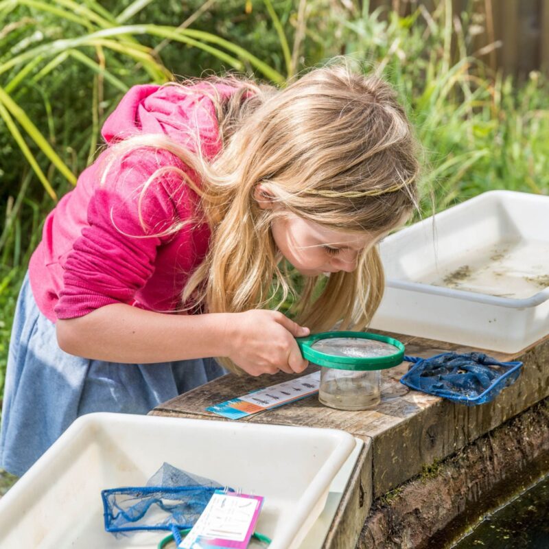 5 free family-friendly half-term events at WWT Washington Wetland Centre