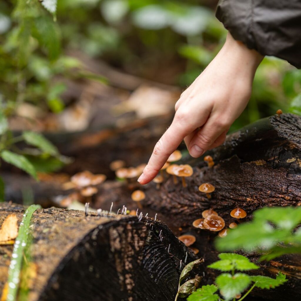 5 free family-friendly half-term events at WWT Washington Wetland Centre