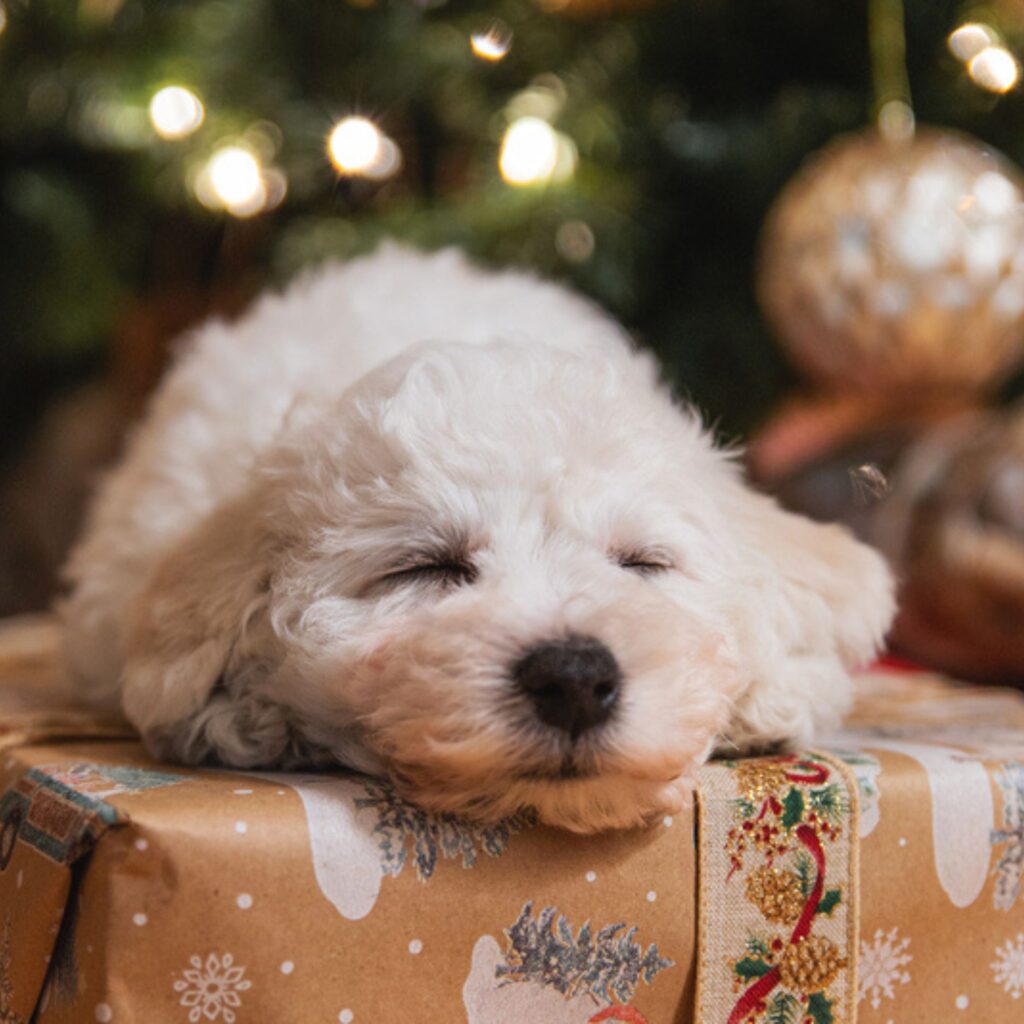 The Royal Santa Experience