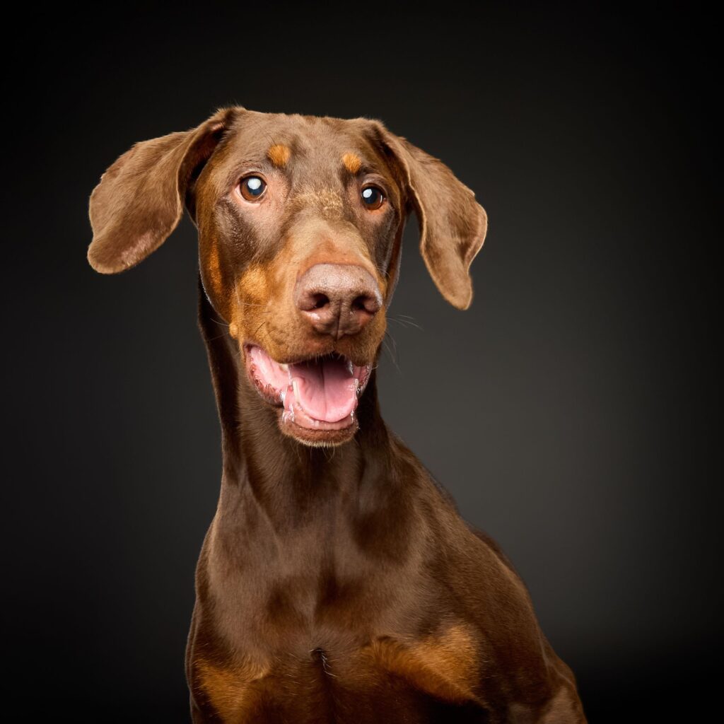 North East’s only dog photography studio that’s creating paw-traits you’ll treasure forever