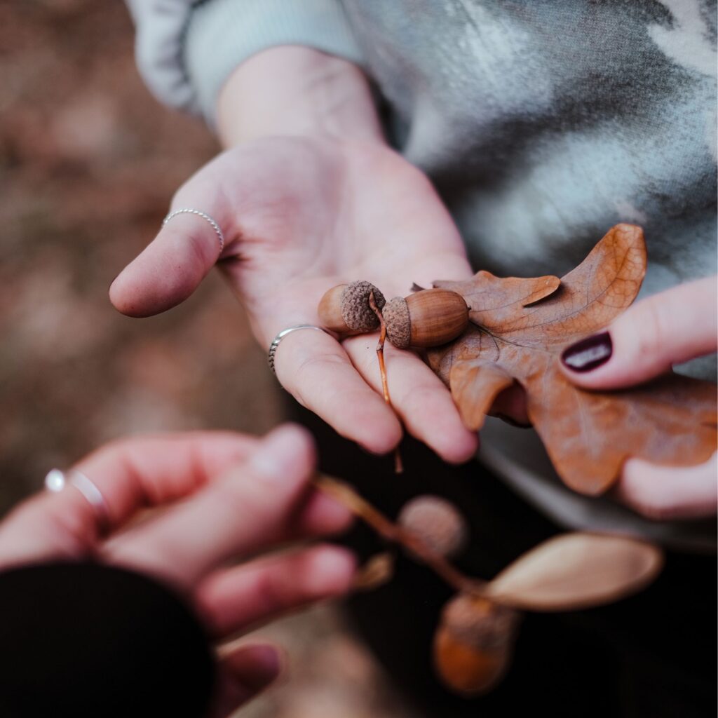 Meet a bat, try forest bathing and arrange an autumn bouquet: 16 seasonal events for all ages