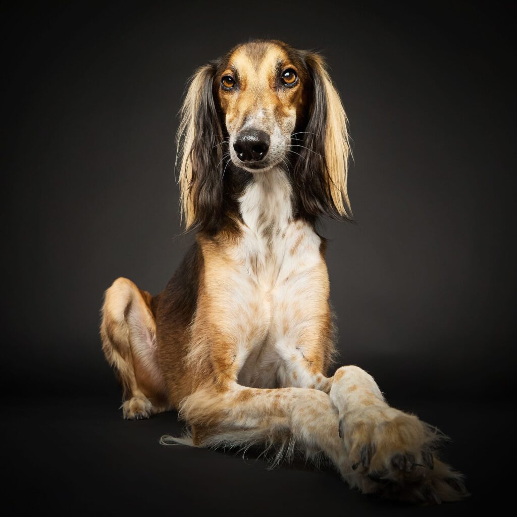 North East’s only dog photography studio that’s creating paw-traits you’ll treasure forever