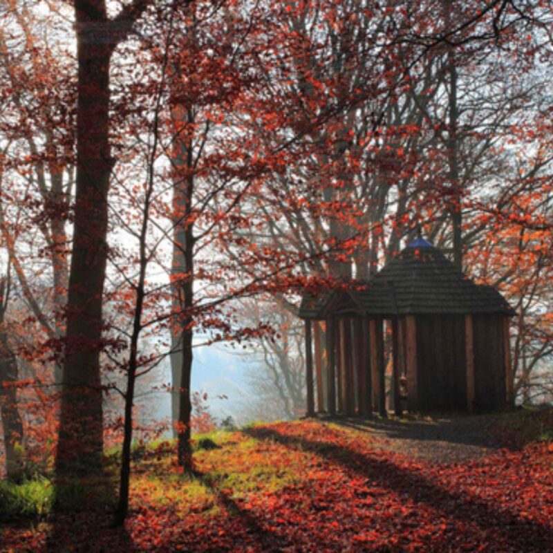 Allen Banks Morralee Tarn walk – 2.5 miles
