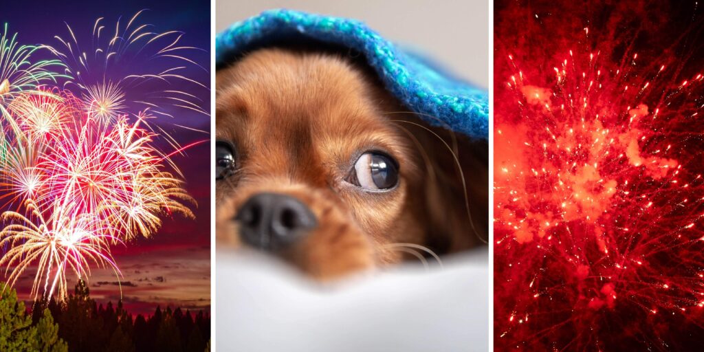 Dogs and fireworks: help your pets feel safe around Bonfire Night