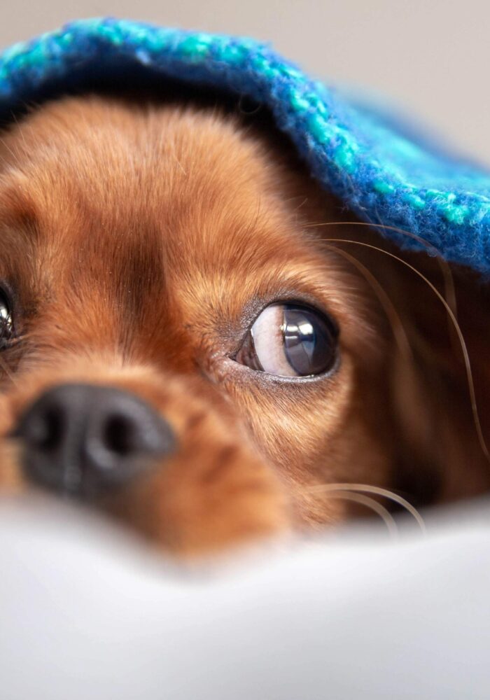 Dogs and fireworks: help your pets feel safe around Bonfire Night