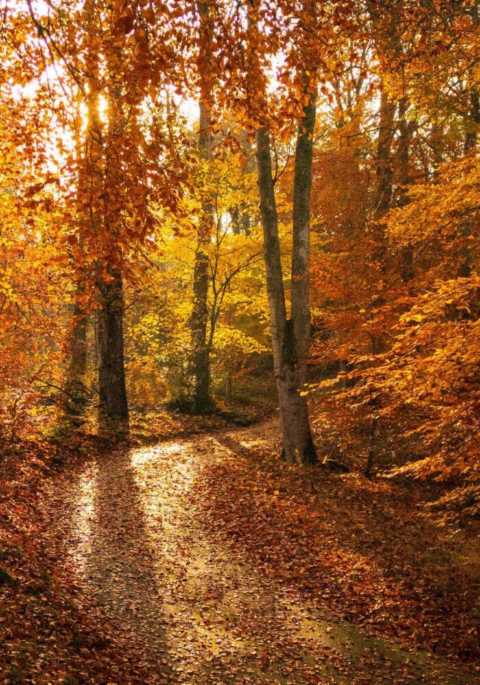 Autumn leaf peeping: 12 North East spots and where we’d eat after