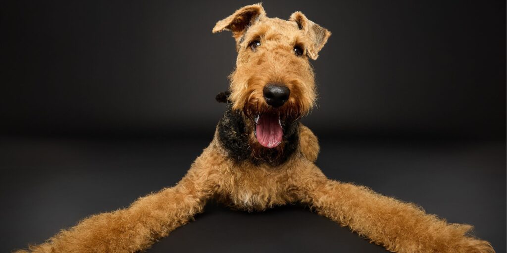 North East’s only dog photography studio that’s creating paw-traits you’ll treasure forever