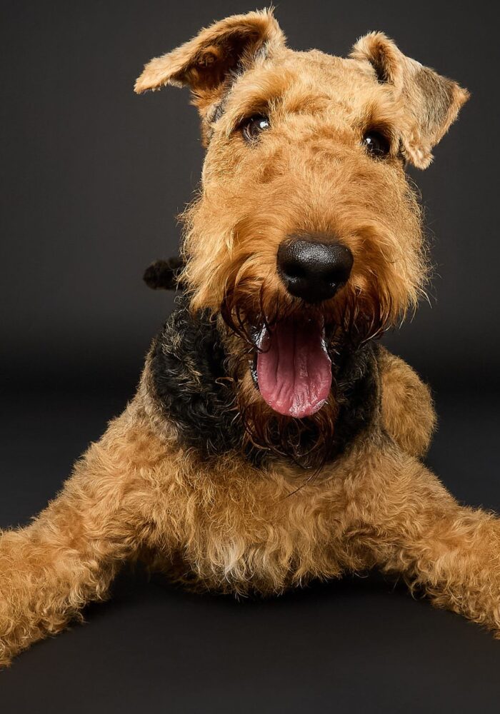 North East’s only dog photography studio that’s creating paw-traits you’ll treasure forever