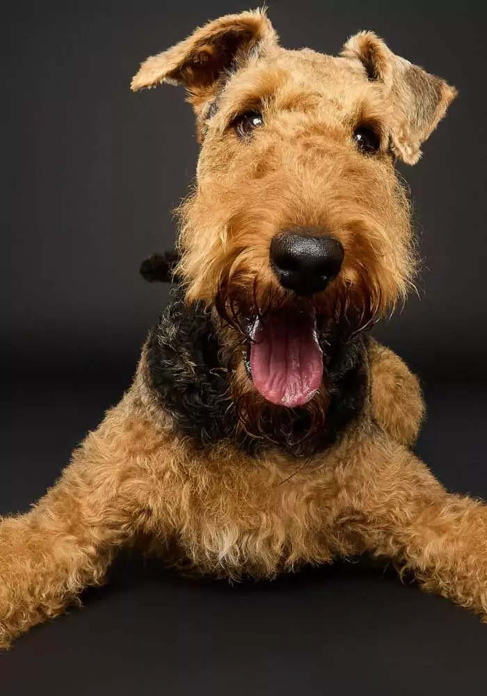 North East’s only dog photography studio that’s creating paw-traits you’ll treasure forever
