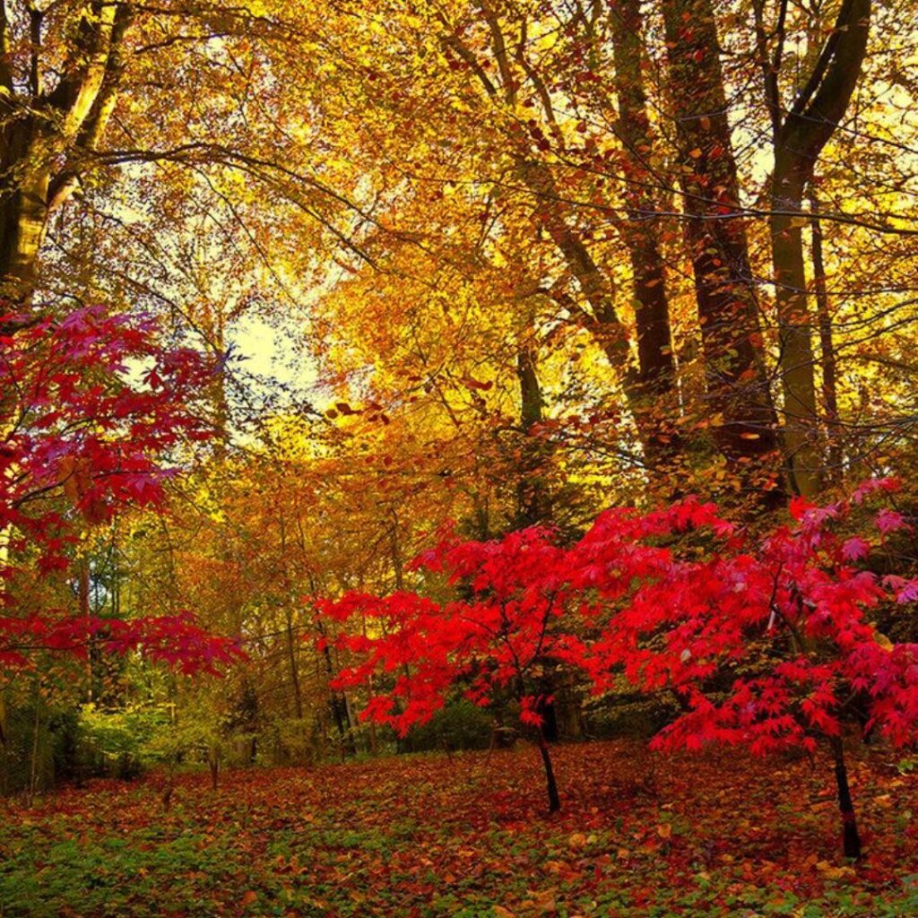 Forest Bathing at Wallington Hall National Trust
