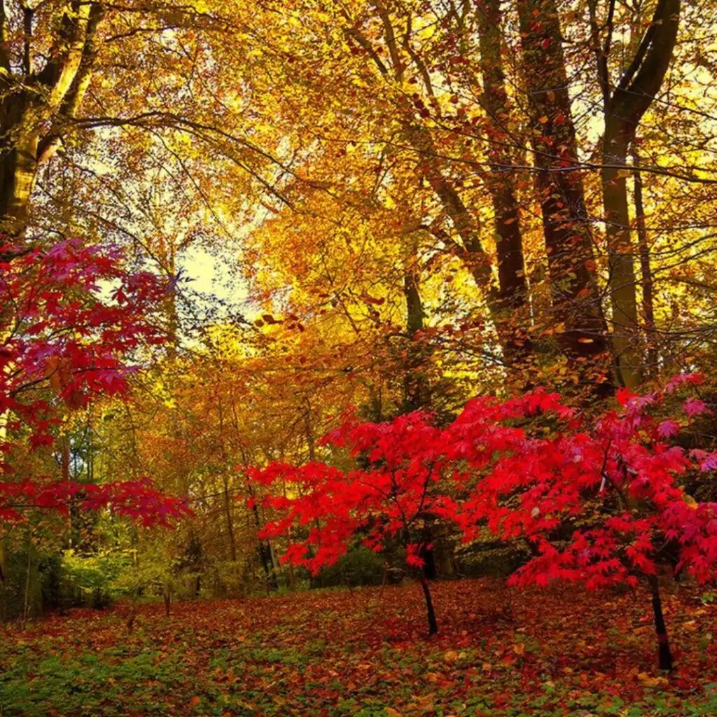 Forest Bathing at Wallington Hall National Trust