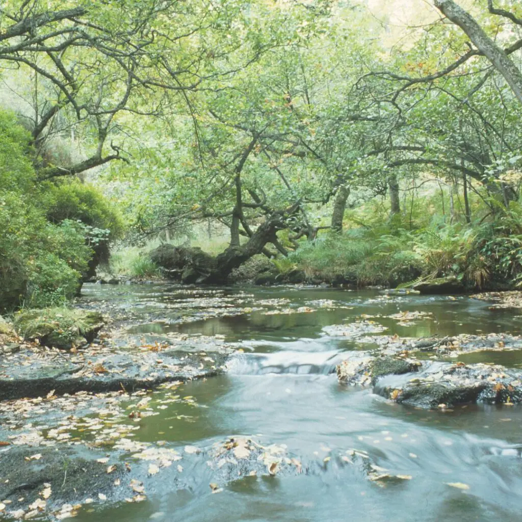 Holystone Wood, Image Credit - Forestry England