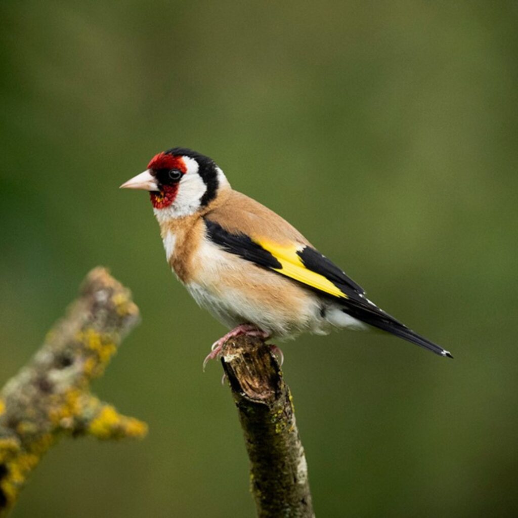 What’s on at WWT Washington Wetland this festive season