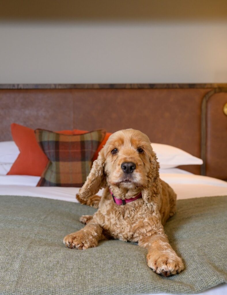 Celebrate the festive season at The Leddie – voted one of the UK’s top 100 places to stay