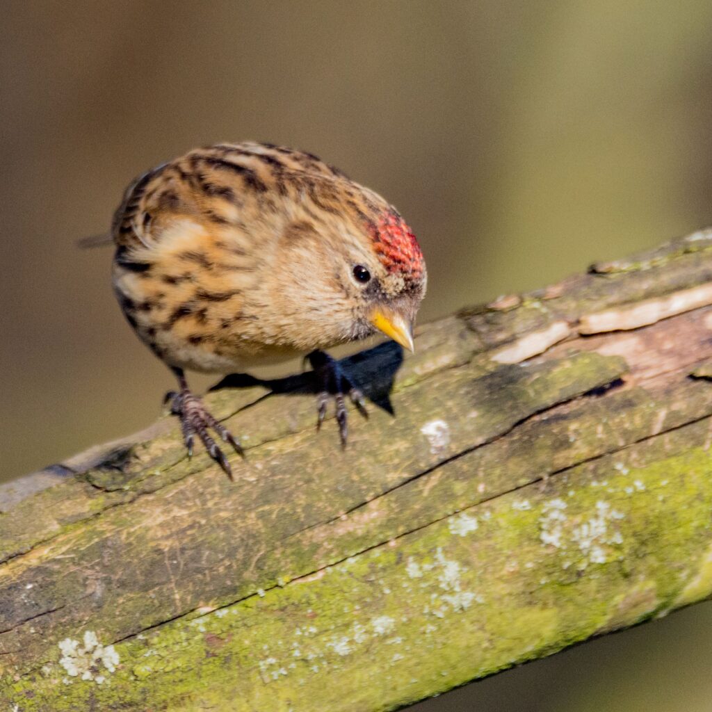 What’s on at WWT Washington Wetland this festive season
