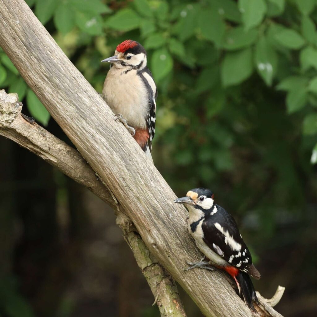 What’s on at WWT Washington Wetland this festive season