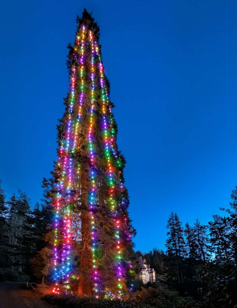 Cragside Festivities just hit new heights: The UK’s tallest living Christmas tree and a secret servants’ ball