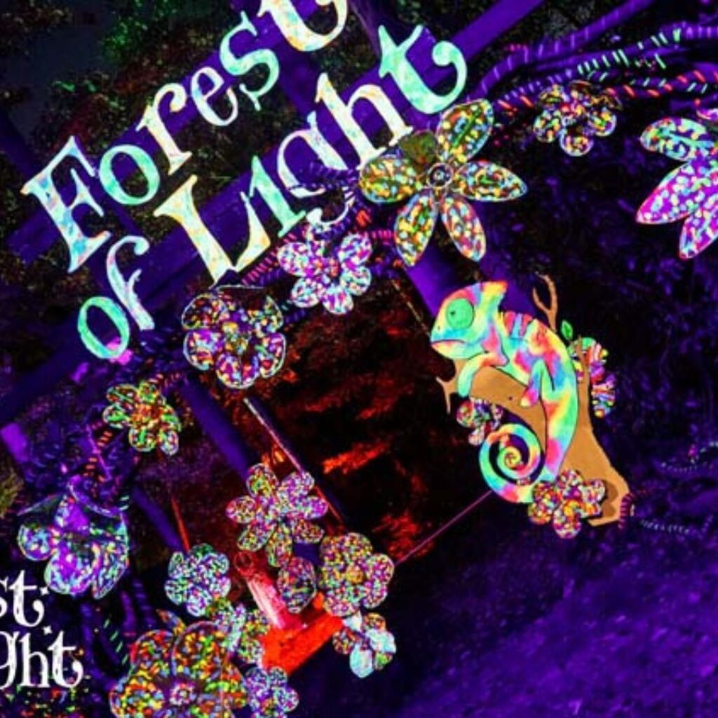 Forest of Light 2025 Beamish Hall