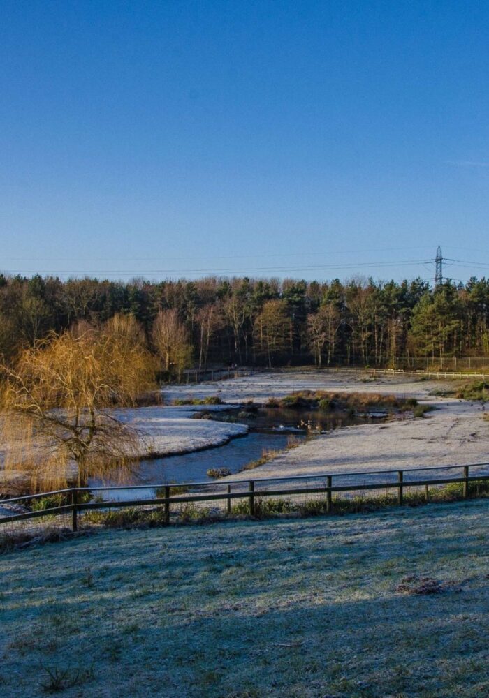What’s on at WWT - Washington Wetland this festive season