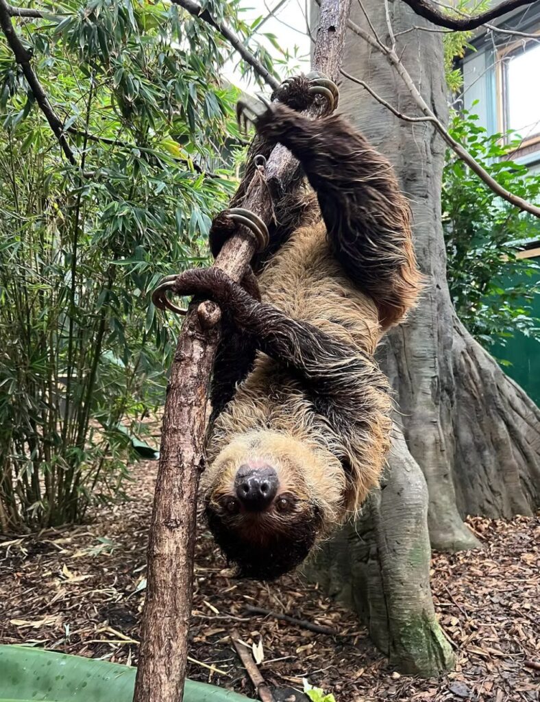 Sally the Sloth at Northumberland Zoo