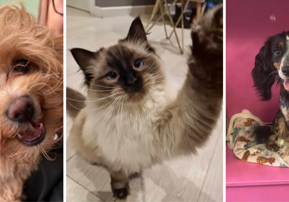 North East cat and dog cafés that should be on every animal lover’s list