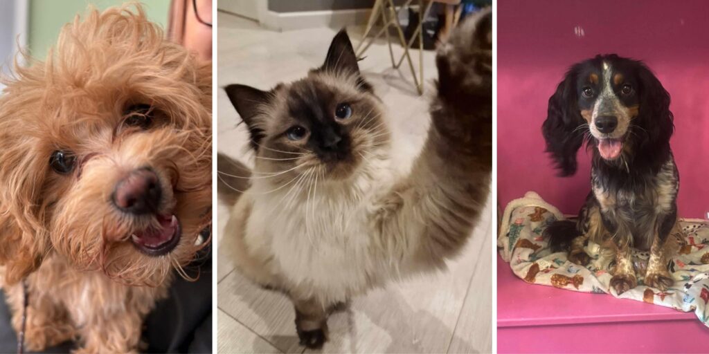 North East cat and dog cafés that should be on every animal lover’s list