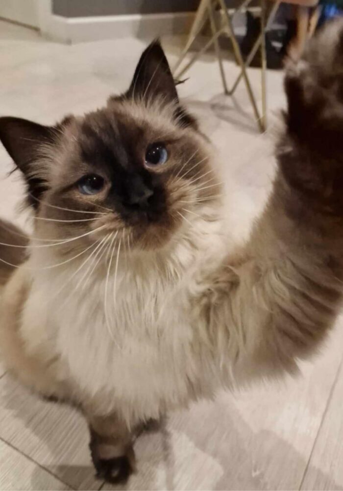 North East cat and dog cafés that should be on every animal lover’s list