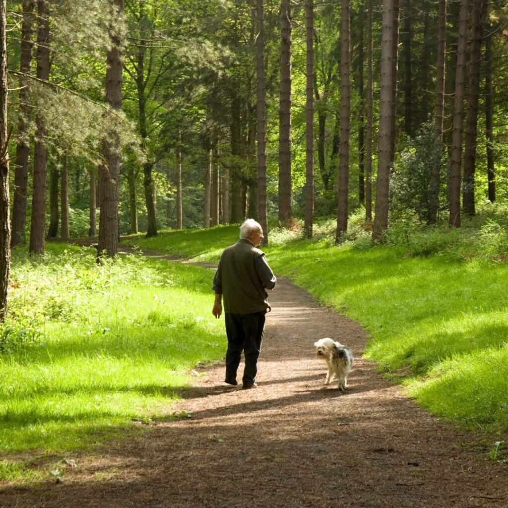 Chopwell Wood: Easy Access Trail