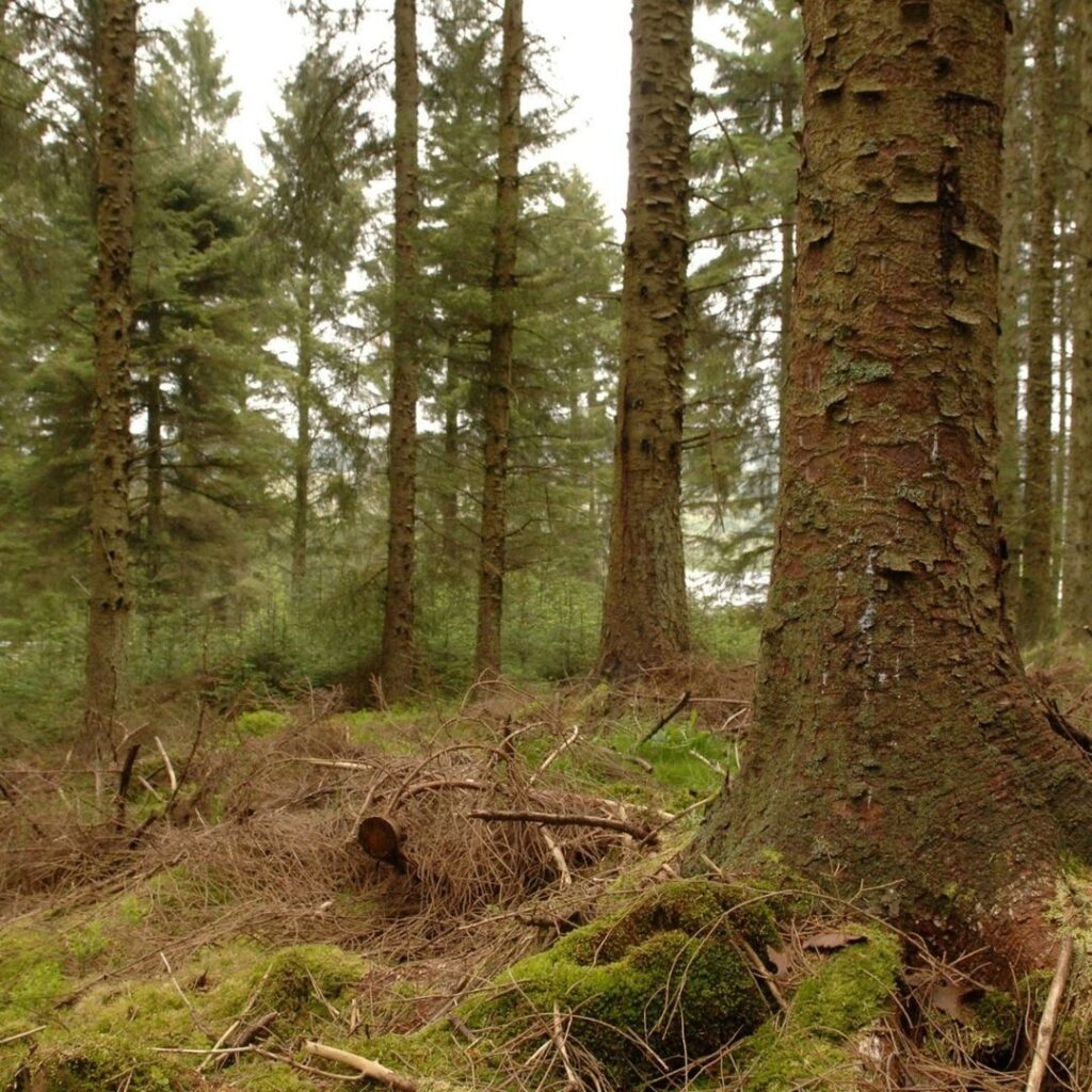 Slaley Forest Circular
