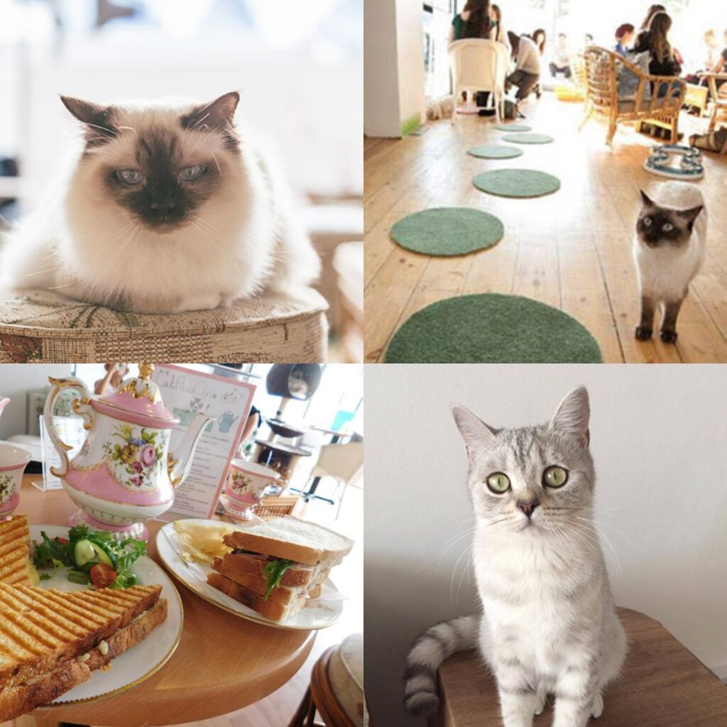 CatPawCino NEWCASTLE