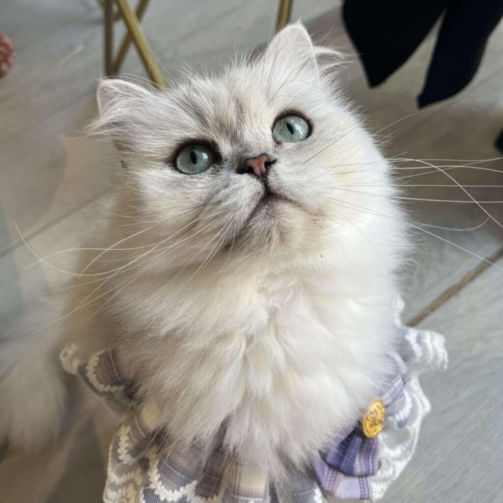 The Pawsome Cat Café Durham