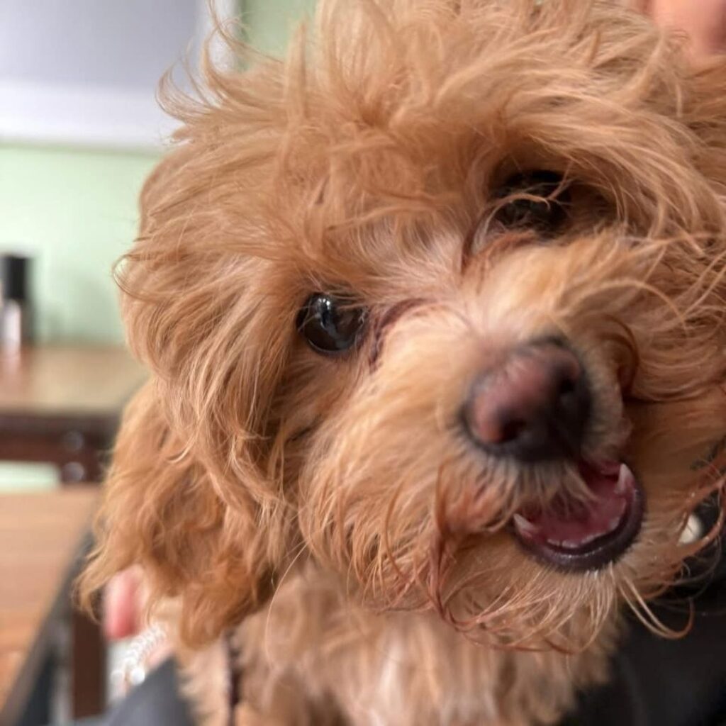 Canine Cuddle Café Durham
