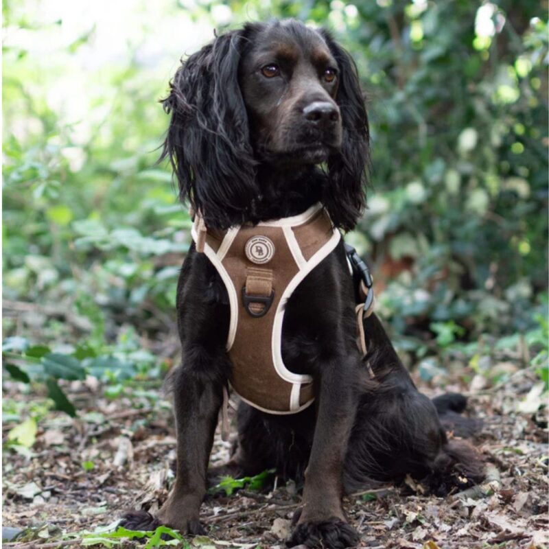 Dog Barn Yorkshire - Chestnut Trail Adventure Harness - £29.99