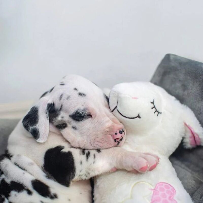 Little Buddy - Heartbeat Sheep - £19.99