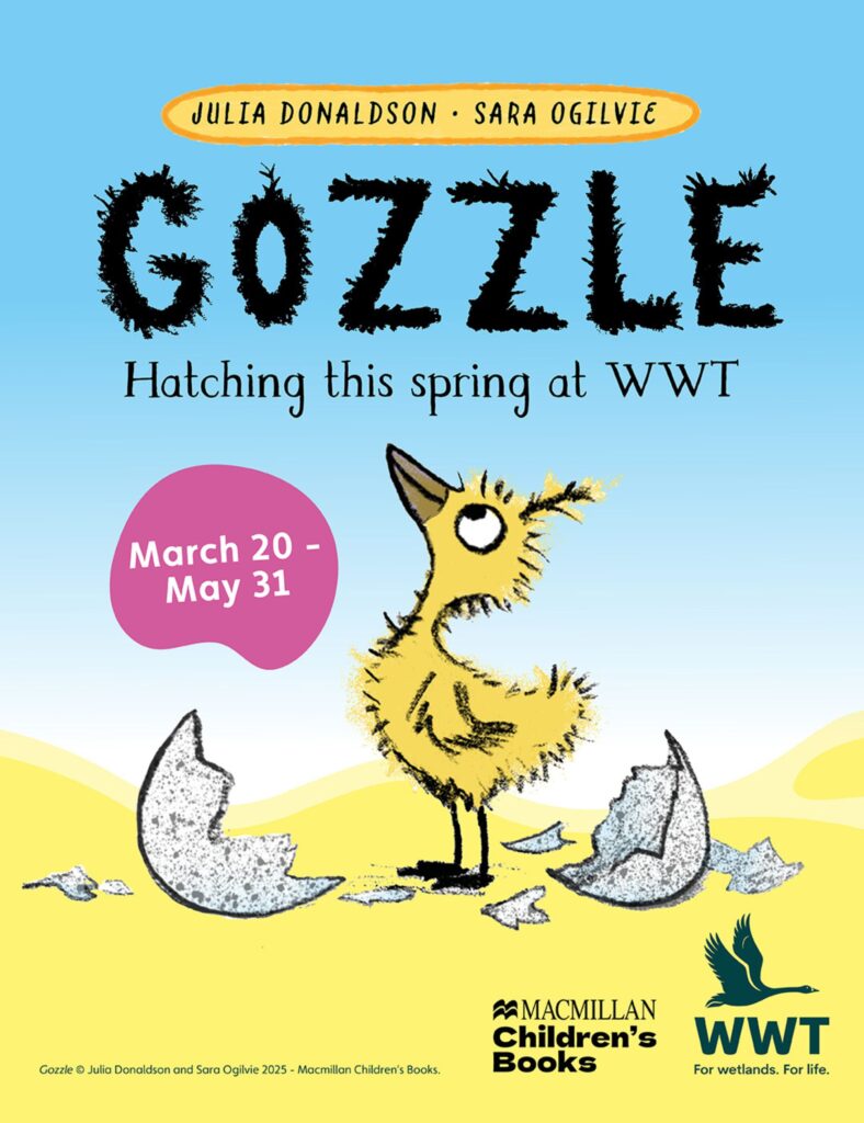 From mini vet missions to a hidden Gozzle hunt: The new interactive trail kids will love at WWT Washington Wetland Centre