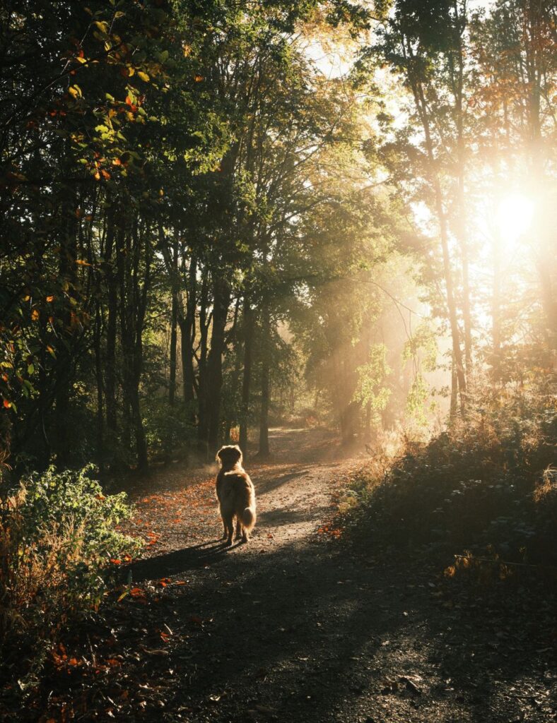 Woodland