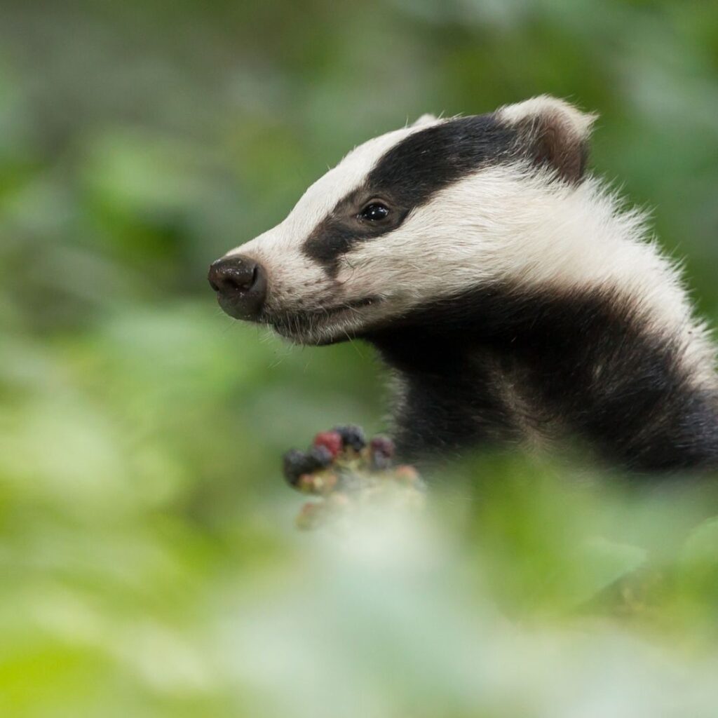Badger Watching