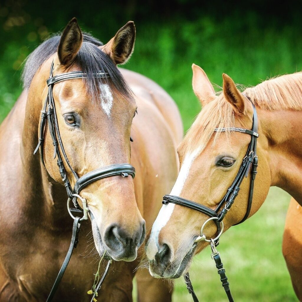 Horse riding