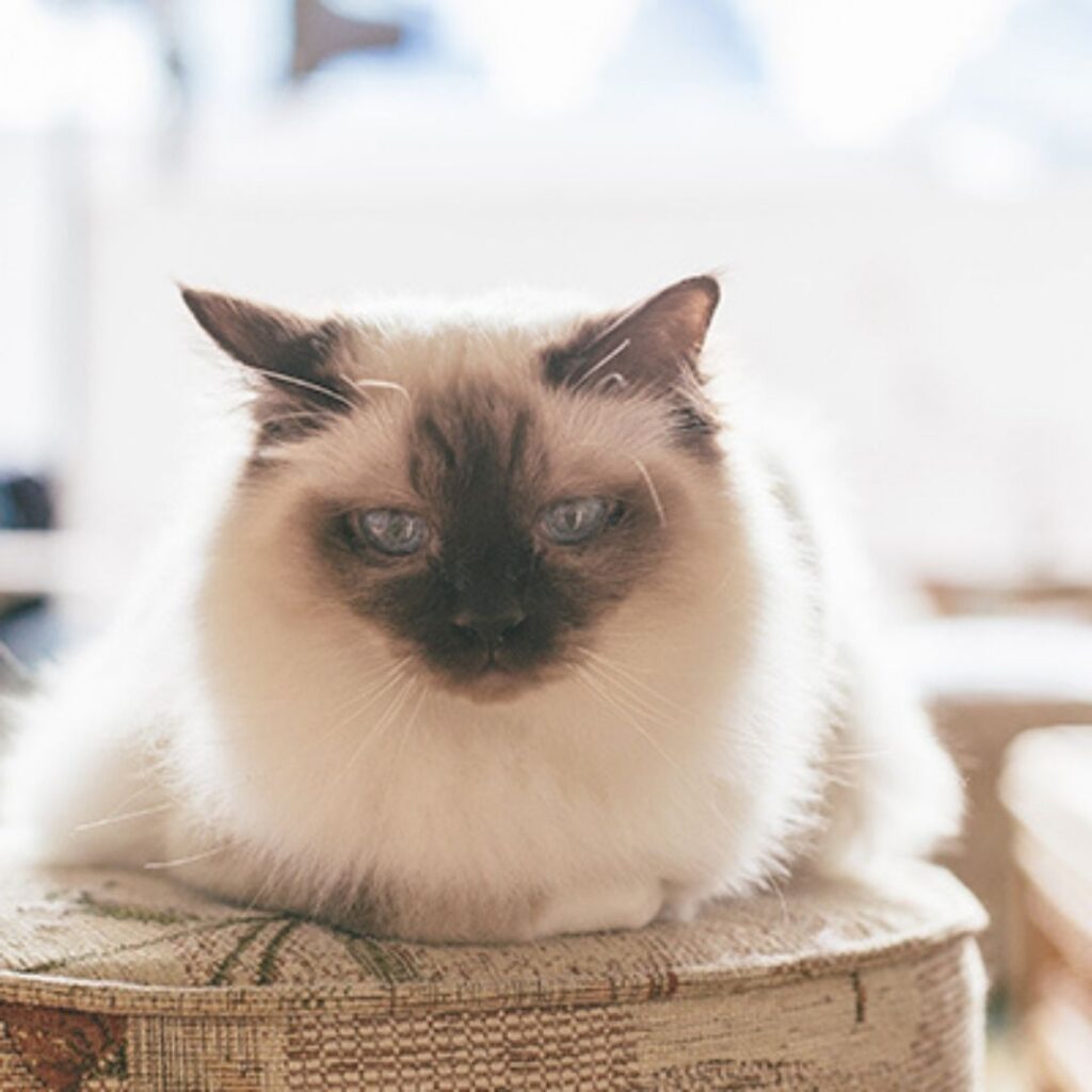 Catpawcino