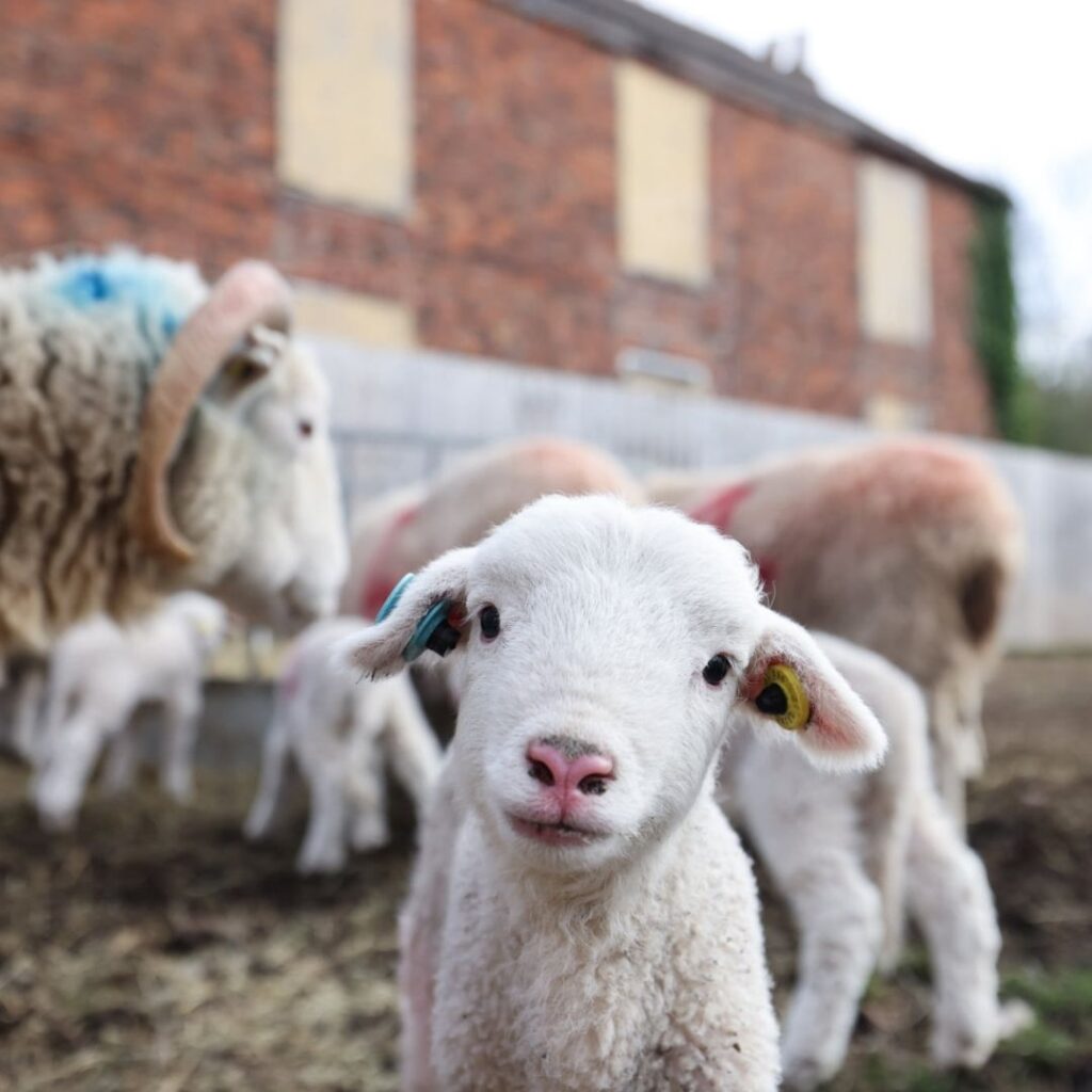 Newham Grange Farm lambs
