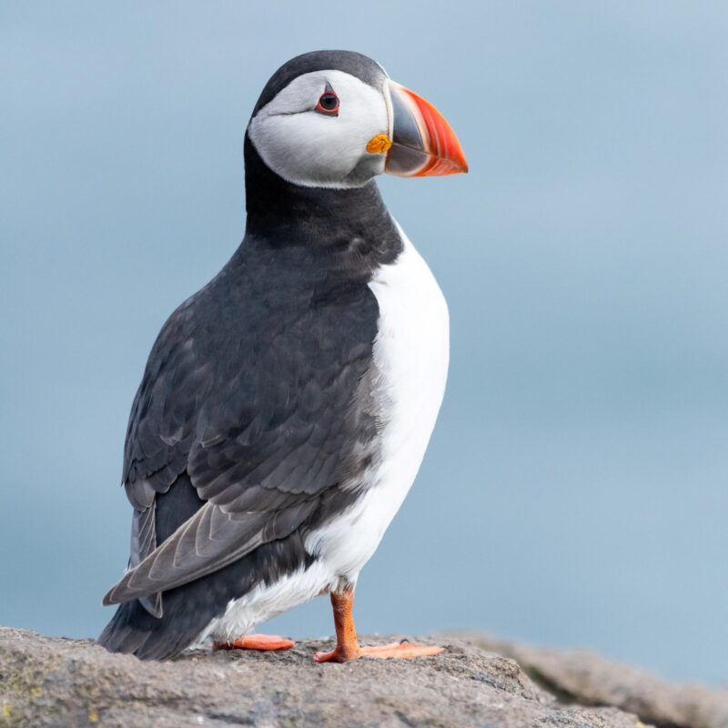 Scottish Seabird Centre
