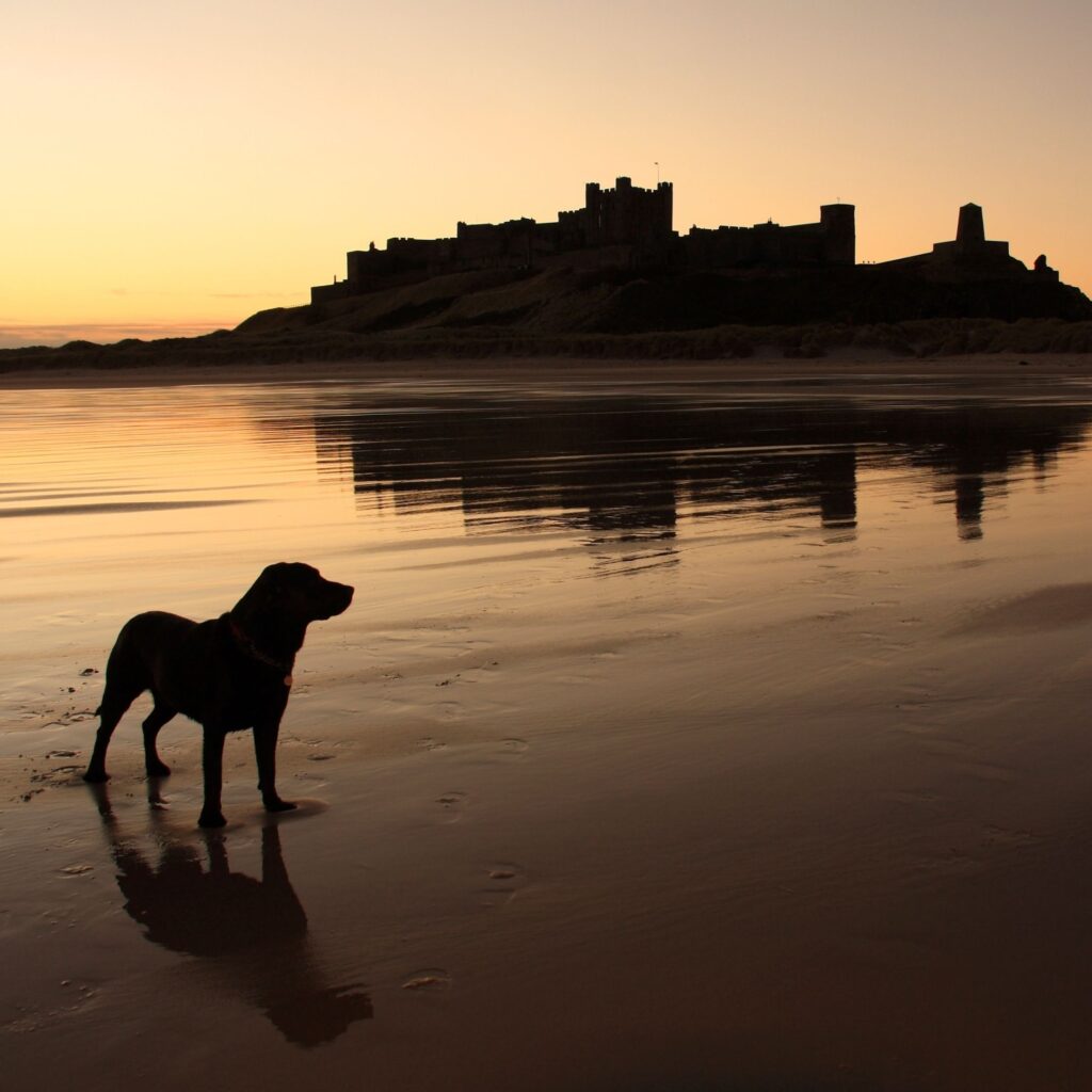 Discover 10 dog-friendly cottages in Northumberland for pawsome North East Escapes