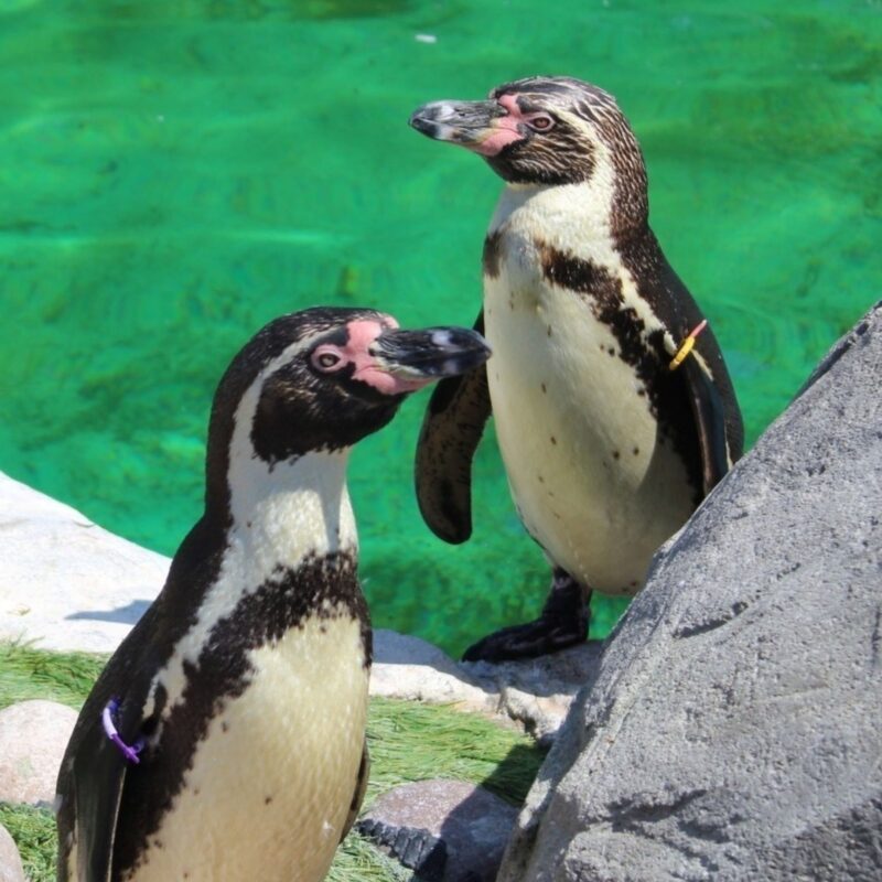 Exploris Aquarium
