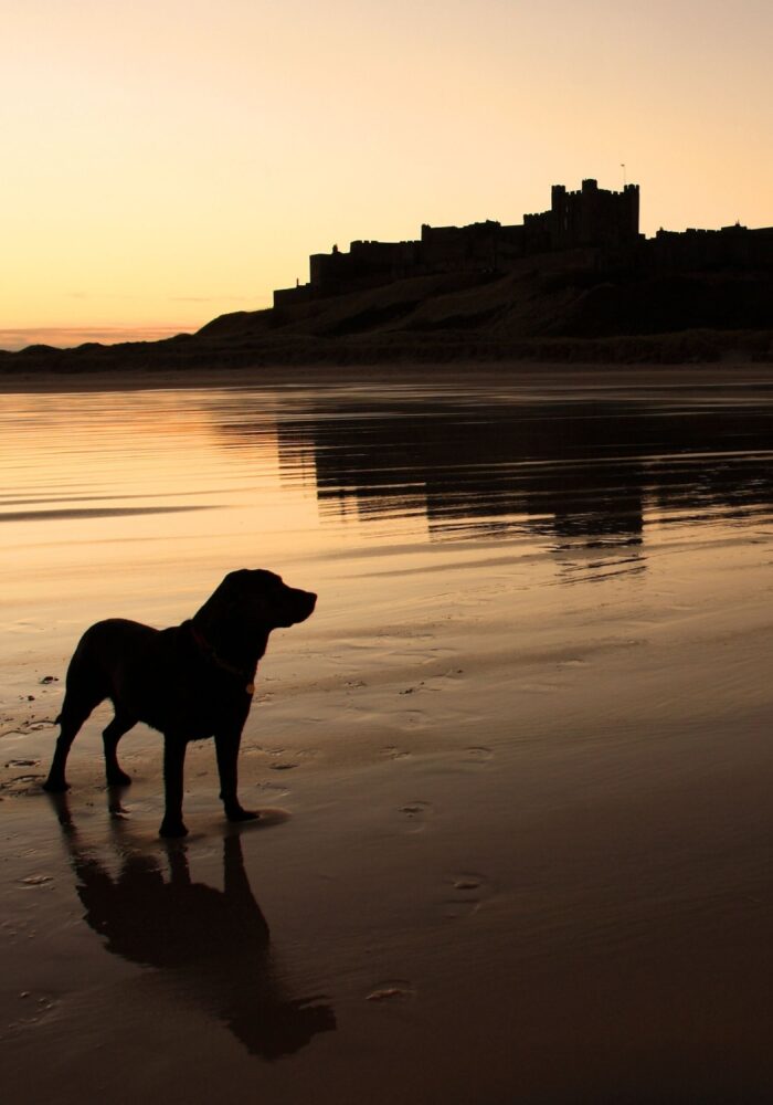 Discover 10 dog-friendly cottages in Northumberland for pawsome North East Escapes