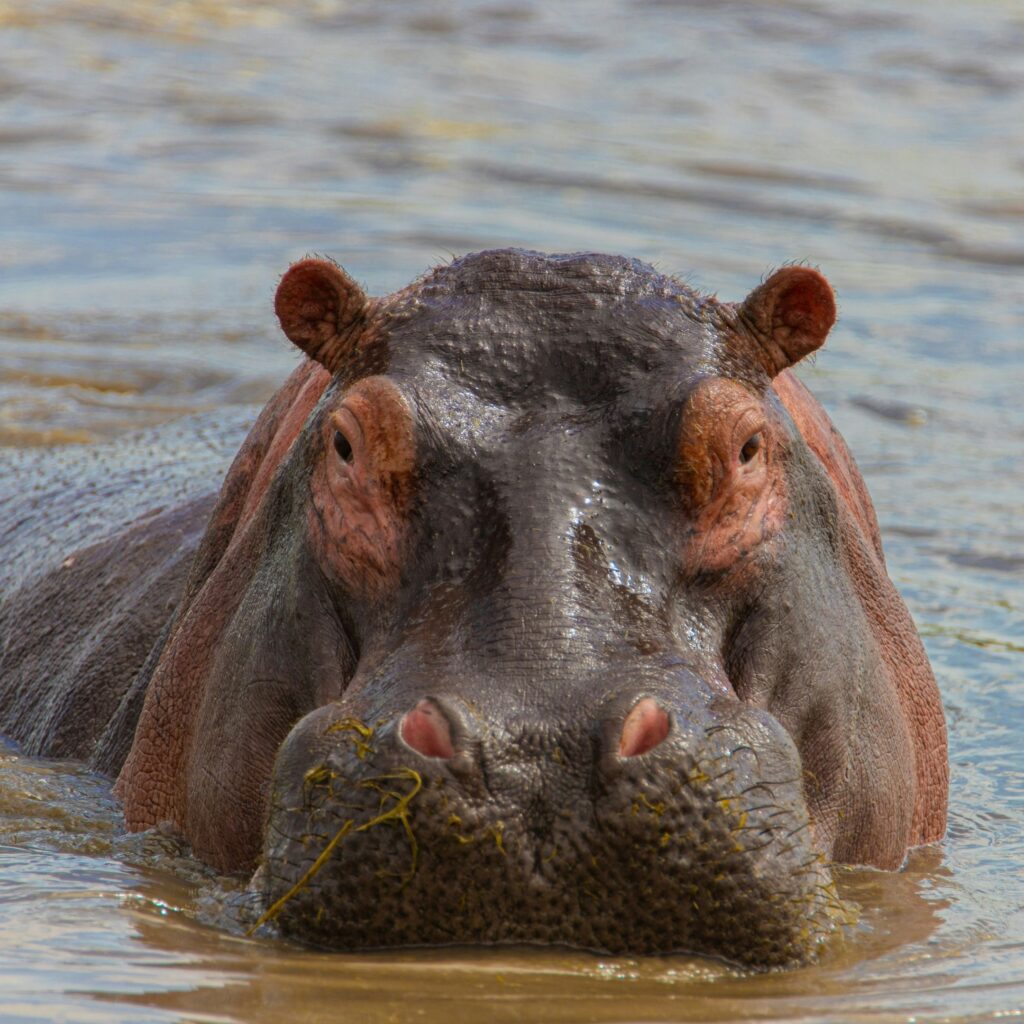 THE WORLD’S MOST NORTHERLY HIPPO BONES WERE FOUND IN STOCKTON-ON-TEES