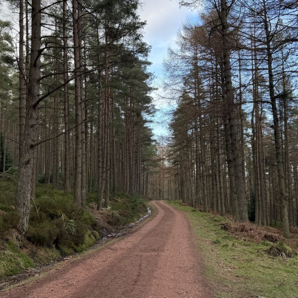 HLN Hikes: The Thrunton Woods walk that rewards you with Cheviot views and a pint