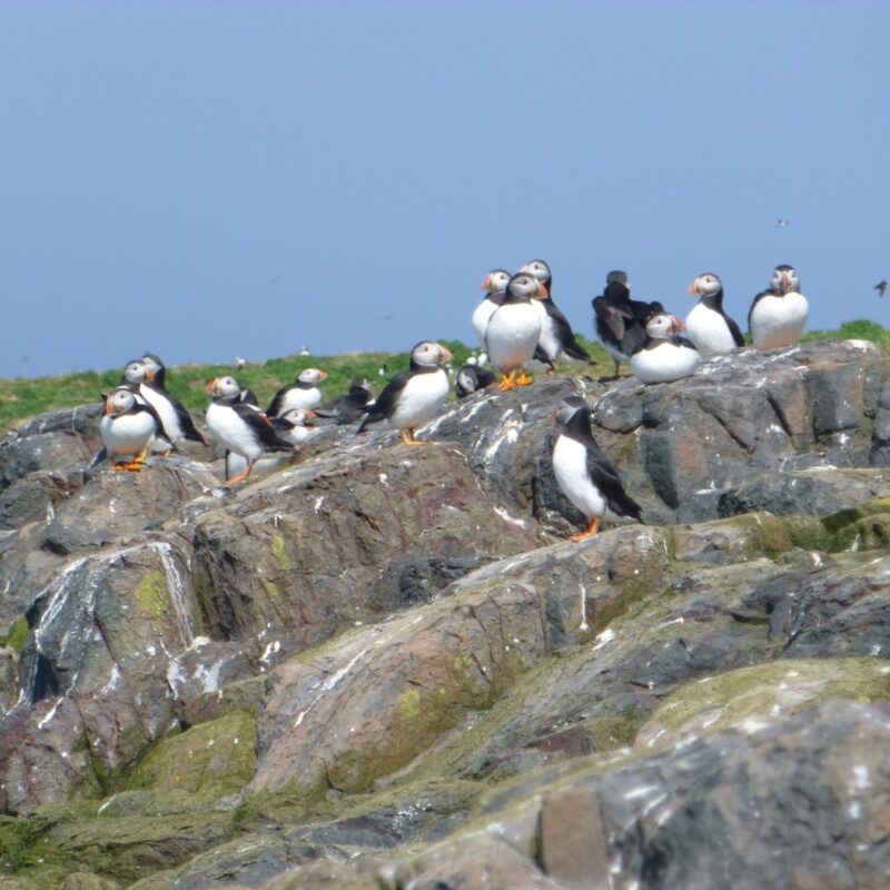 Farne Islands