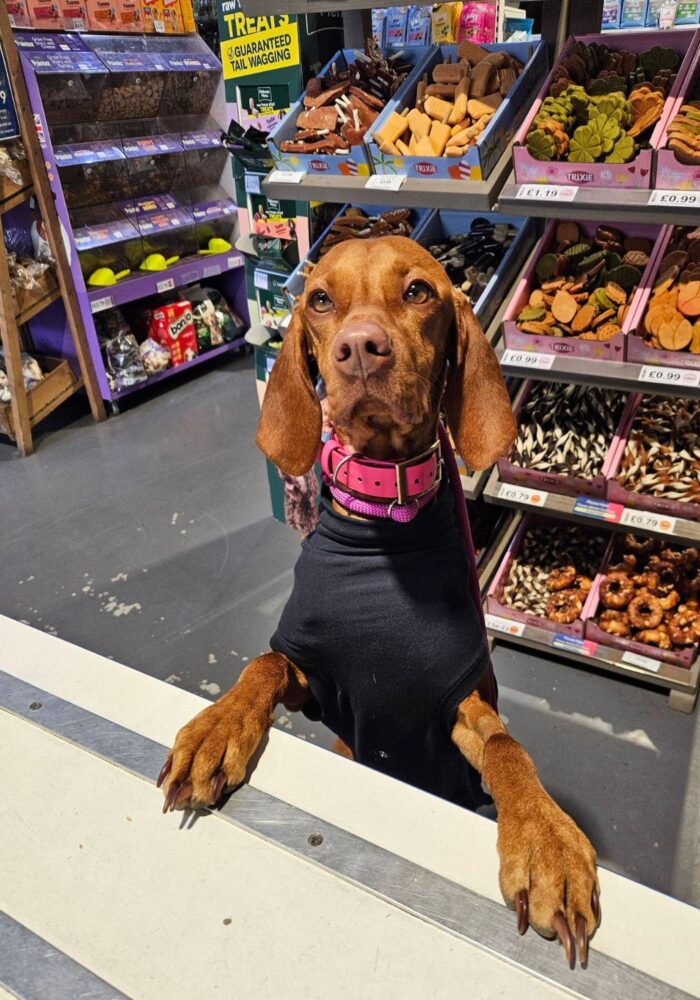 Direct Pets Team Valley is the family-run pet shop every animal lover needs to know about